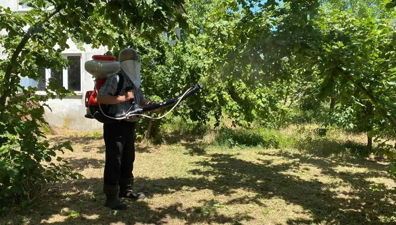Çiftçinin Umudu: Kükürt ve Samuray Arısı ile Yeni Mücadele Yöntemleri