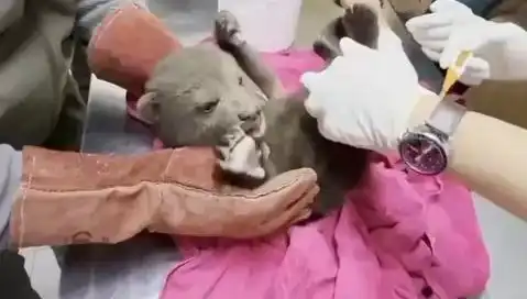 Karabük'te Yavru Bozayı Bulundu, Uzmanlar İncelemeye Aldı