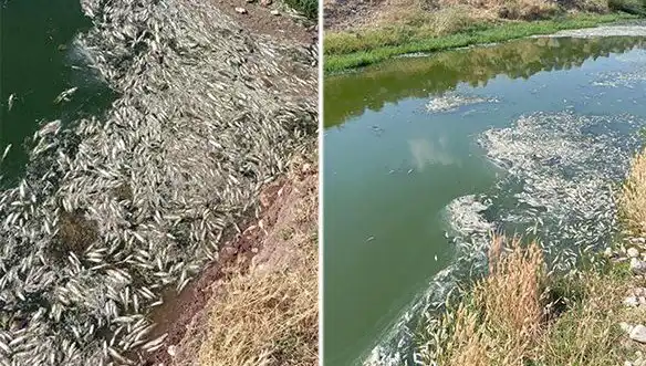 Karasu Çayı'ndaki Balık Ölümleri Üzerine Çarpıcı İnceleme Başlatıldı