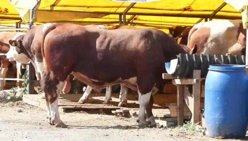 Kurban Pazarlarında Hareketlilik: Alıcılar Akın Akın Geliyor!