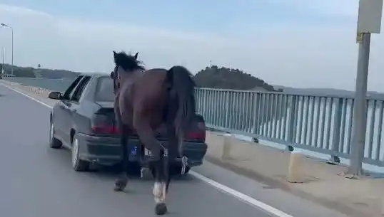 Adana'da Şok Eylem: Ata Eziyet Eden Kişiye Tutuklama