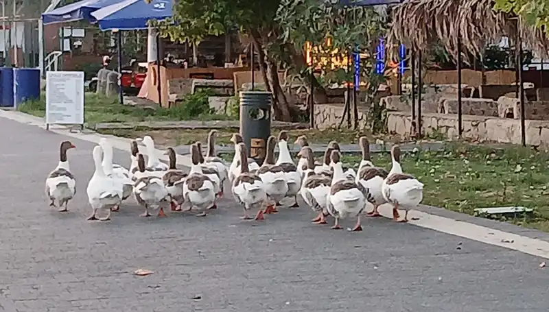 Denizde Yüzdüler, Kazlar Kümese Kapandı: Ölümler Neden Yaşandı?