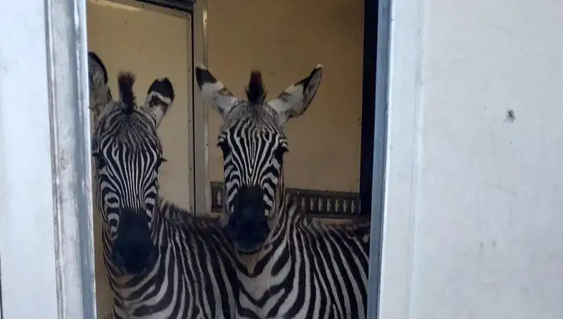 Sınırda Durdurulan Minibüs: İki Zebra, Altı Maymun ve Diğer İlginç Yolcular!