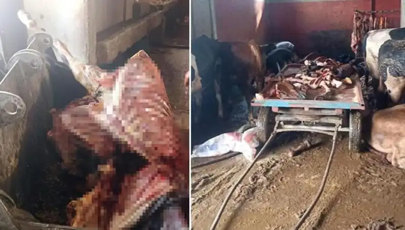 Adana'da Şok Olay: 2,5 Ton At Eti Ele Geçirildi, Yürekler Alev Alev!
