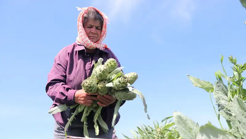 Tarladan Sofralara: Bu Yılın Hızla Yükselen Narenciye Fiyatları