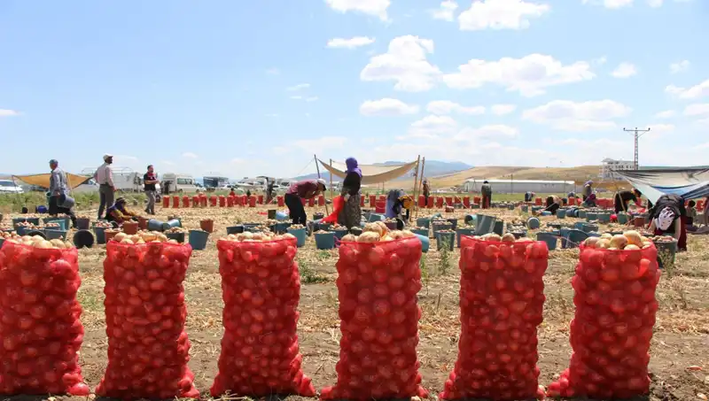 Amasya'nın Elması Avrupa ve Rusya'ya Açılıyor: "Elma Kadar Tatlı"