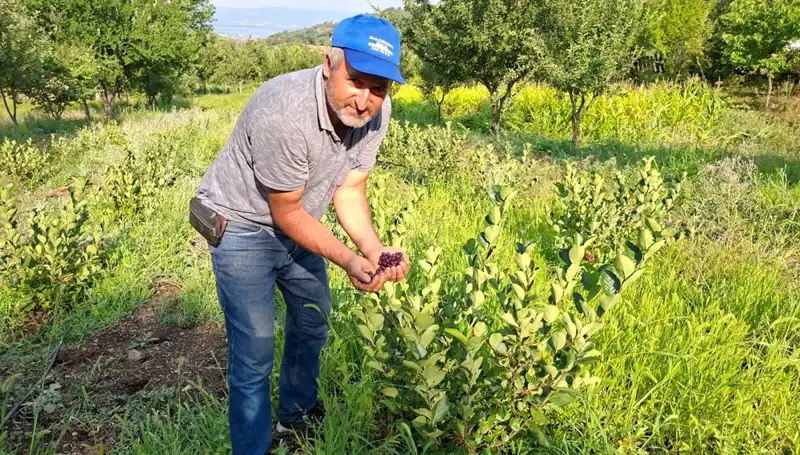 Yıllarca Bekledikten Sonra Bu Ağaç İlk Meyvelerini Verdi: Kilosu 200 Lira!