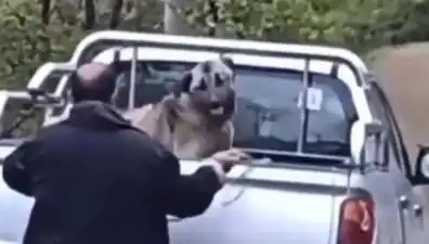 Trabzon'da Sokak Köpeğine Yapılan Şok Edici Şiddet Olayı
