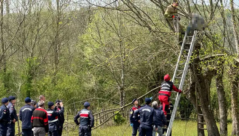 Ağaç Budarken Kalp Krizi Geçiren Adamın Trajedisi: Hayatını Kaybetti