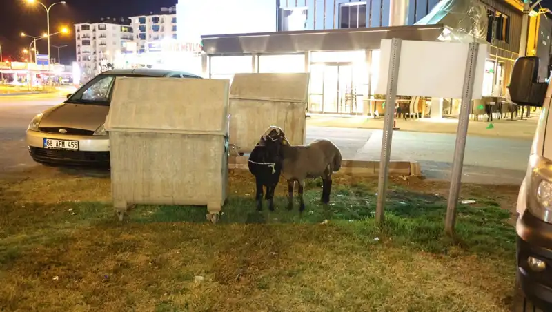 Mor Karaman Koyunları: Terkedilmiş Hayvanların Korkunç Hikayesi