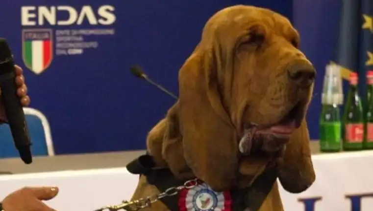 Arama Köpeğine Çivili Sosisle Suikast: Güvenlik Açıkları Hakkında Düşündüren Olay
