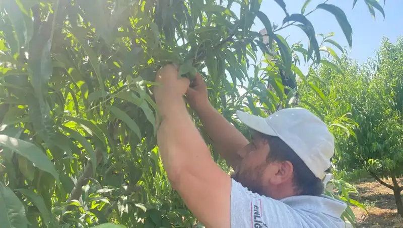 50 Lira Kilo Fiyatıyla Satışa Sunulan Sebzenin Hasadı İçin Geri Sayım Başladı!