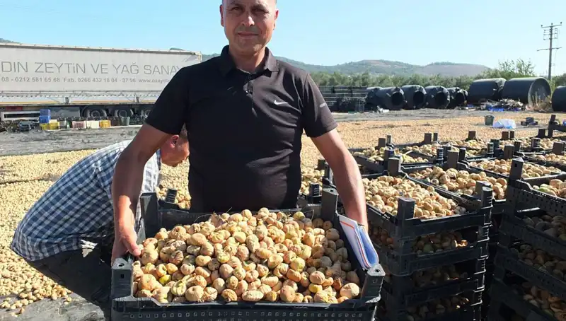 Balıkesir'de Yeni Hasat Dönemi: Çin ve Rusya Pazarına İhraç Başladı