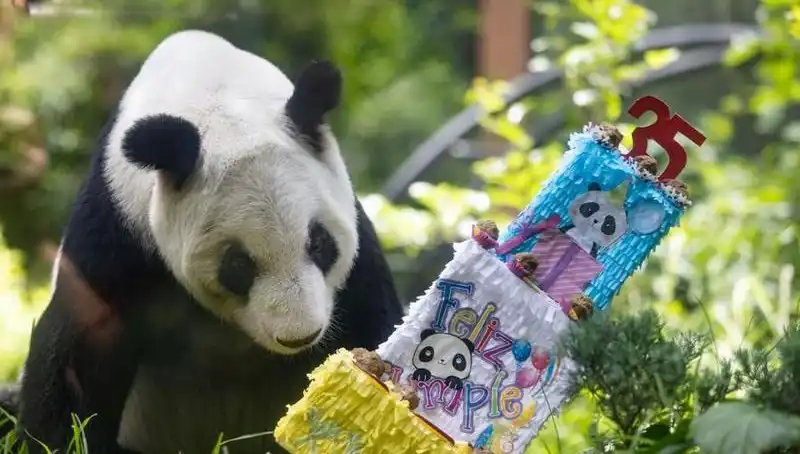 Dev Panda Xin Xin, 35 Yaşına Bastı: Kutlamalar ve Anılar