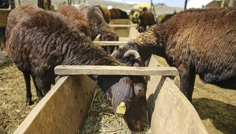 Şap Hastalığı Alarmı: Hayvan Pazarı Kapatıldı, Çiftçiler Tedirgin!