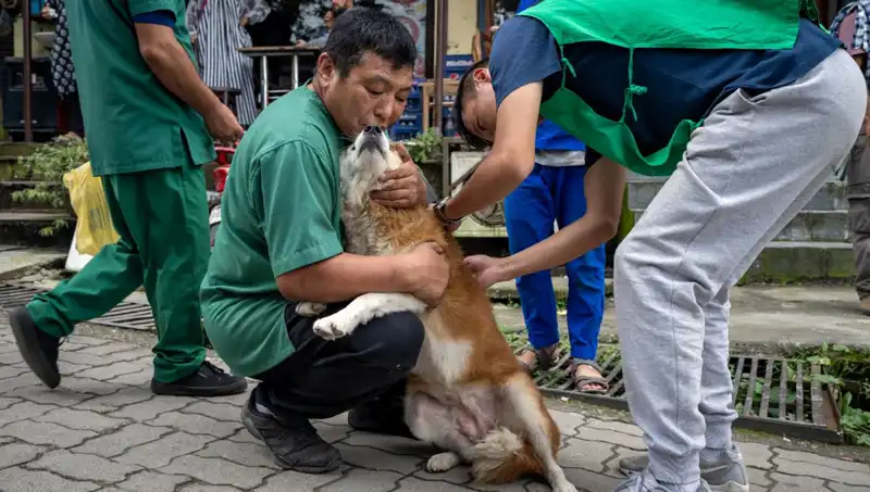 Filipinler’de Kuduz Alarmı: 2024’te 426 Ölüm Kaydedildi!