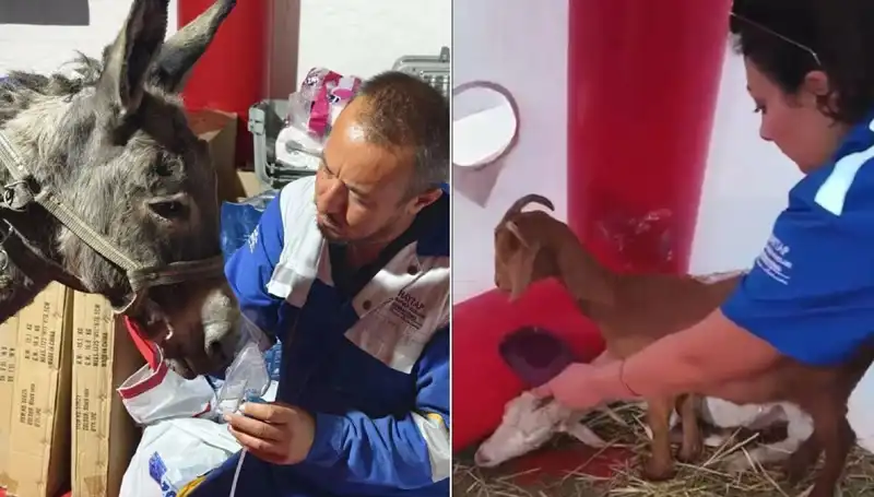 Yangından Etkilenen Eşeğe Oksijen Maskesi ile Umut Verici Tedavi