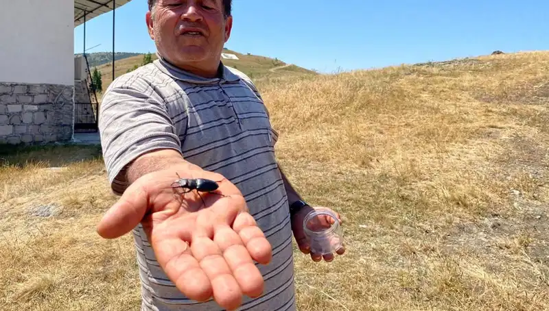 Sivas'ta Bulunan Tehlikeli Böceği Öldürmenin Ceza Fişi: 557 Bin TL!