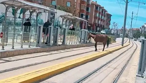 Eskişehir Tramvay Raylarında Başına Çıldırılan Bir At: Neler Yaşandı?