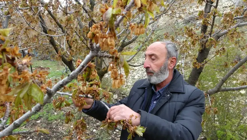 Don Olayları Kiraz Üretimini Tehdit Ediyor: Üreticiler Zor Günler Geçiriyor