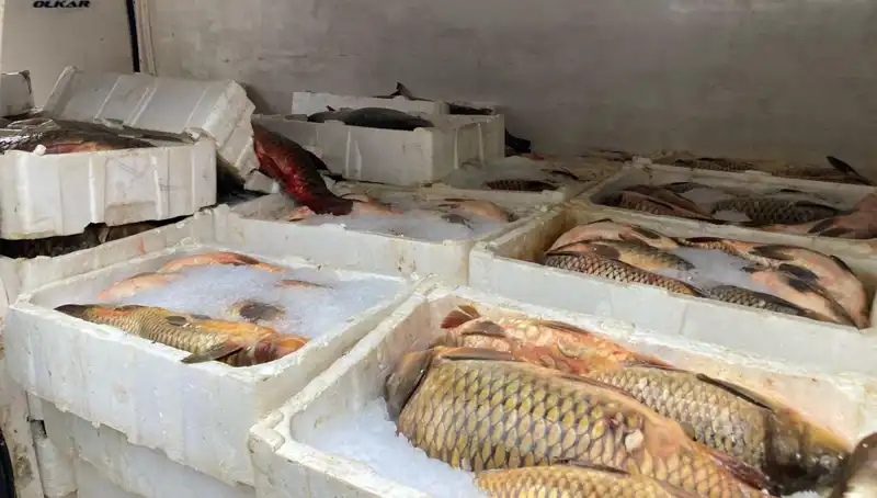 Kaçak Balık Avına Engel Olunamıyor: Cezalar Yükseliyor!