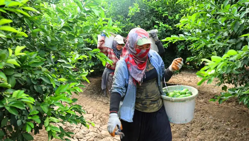 Marketlerdeki Patates Fiyatları Düşüşe Geçebilir mi? Hasat Başladı!