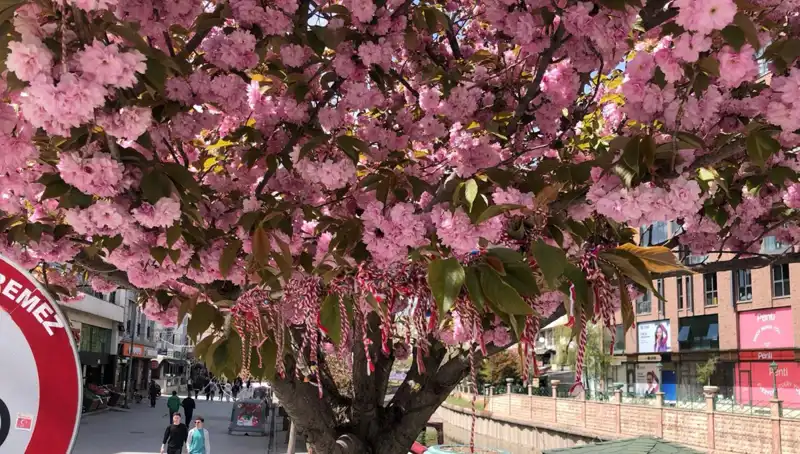 Martenitsa Geleneğiyle Süs Erik Ağaçları Şenleniyor: Geleneksel Anlamı Nedir?