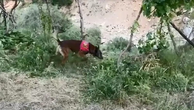Dedektör Köpek, Dere Kenarındaki Gizli Esrarı Buldu