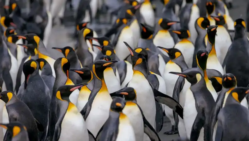 Trump’ın Gümrük Vergisi Listesinde Penguenler de Var!