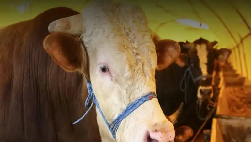 Akika Kurbanı Nedir? Şartları ve Kesim Zamanı Hakkında Bilgiler