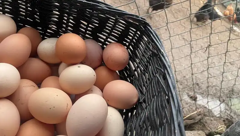 Dünyadaki En Ucuz Protein Kaynağı: Okulların Açılmasıyla Mayıs Çukurundan Nasıl Kurtulacağız?