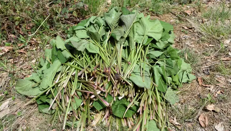 Yumurtalı Ilıştıranın Kısa Tarihçe ve Lezzetli Tarifi