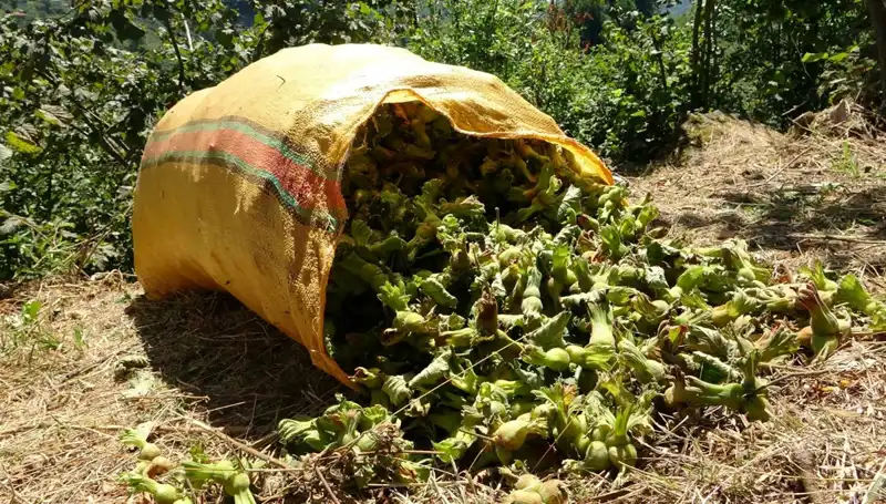 Giresun'da Fındık Hasadı Heyecanı Başladı: Verim Beklentileri Neler?
