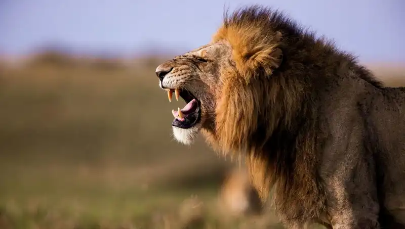Aslan Saldırısı Sonucu 14 Yaşındaki Kız Hayatını Kaybetti