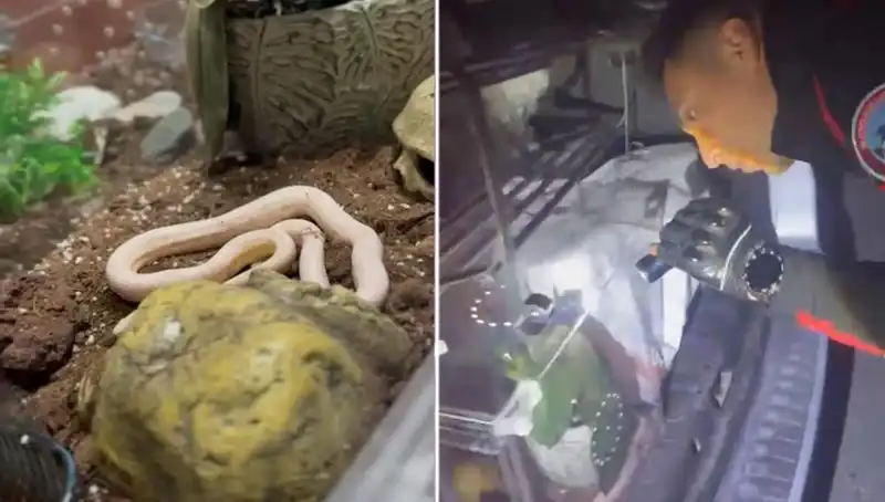 Devriye Ekiplerinin Şaşkınlığı: Arka Koltuktan Çıkan Zehirli Yılanlar!