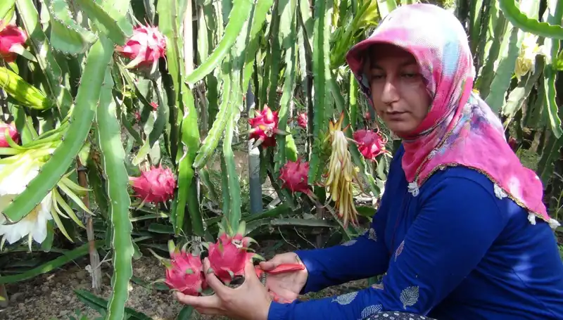 Emekliye Ek Gelir: Pitaya Üretimine Başlayarak Kazanç Sağlıyor