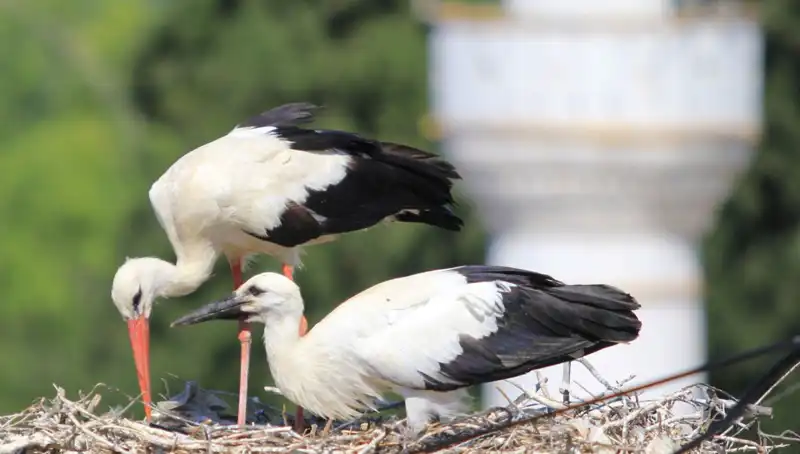 Leylek Köyü'nde Yaren Leyleği Kıskandıracak Oranda Yuva Var!
