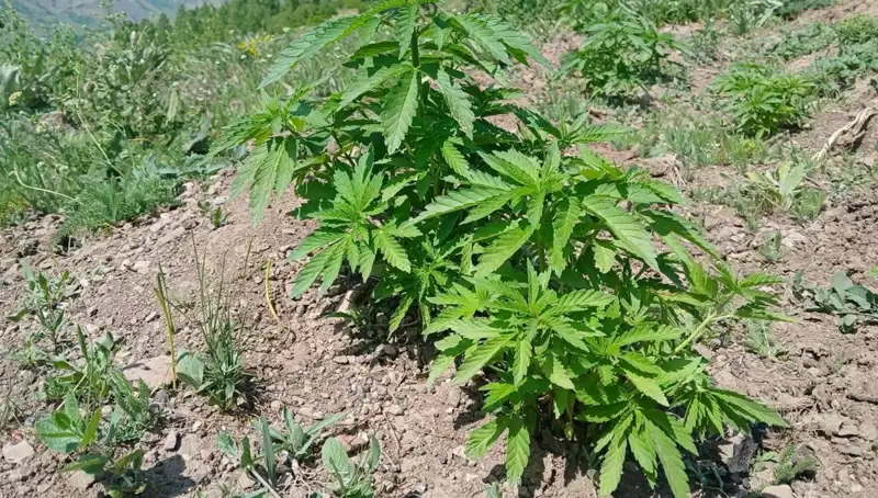Bingöl'de Yapılan Operasyonda Kenevir ve Kaçak Tütün Stoku Ele Geçirildi