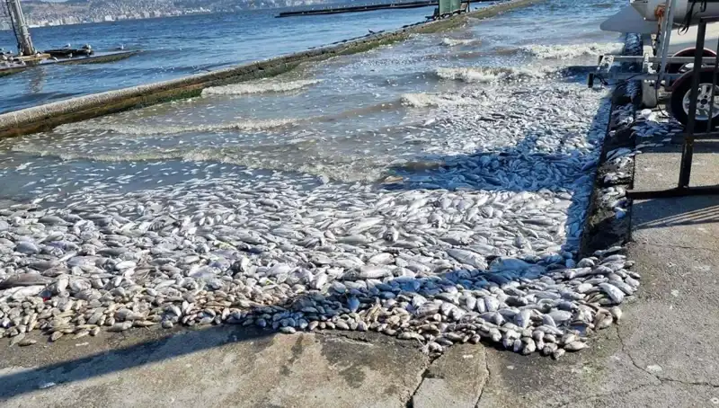 İzmir Körfezi’nde Yenilikler: Doğal Güzellikler Korunuyor ve Gelişiyor