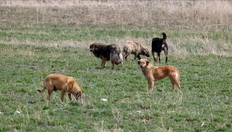 Ankara'da Sahipsiz Köpekler İçin Cezalar Artıyor: 71 Bin Lira Şoku