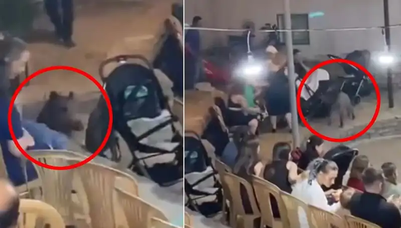 Düğün Töreninde Yaban Domuzu Krizi: Misafirler Ne Yapacağını Şaşırdı!