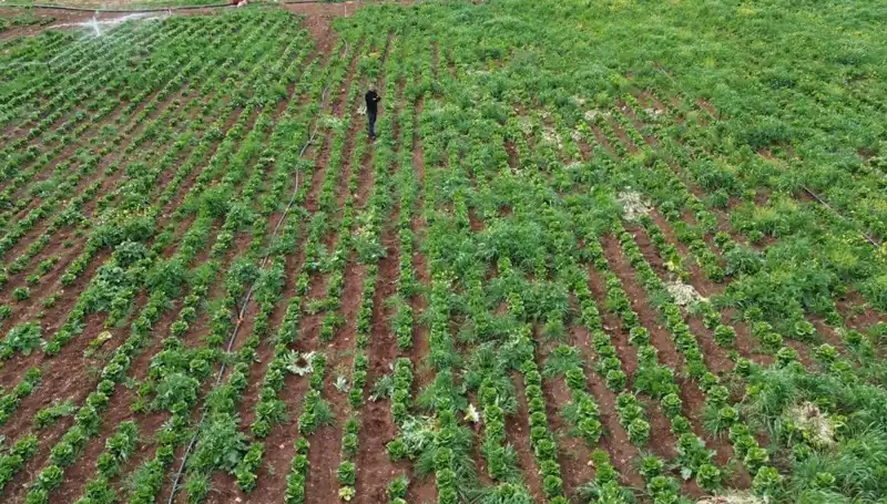 Kuraklık Marul Hasadını Vurdu: Çiftçiler Neler Yapıyor?