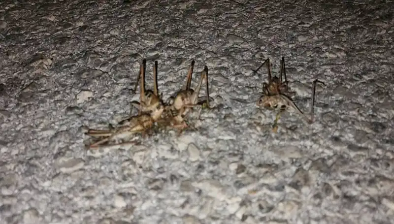 Yüzlerce Çekirge Şehrin Sokaklarını Ele Geçirdi: Korku ve Kaos Başladı!
