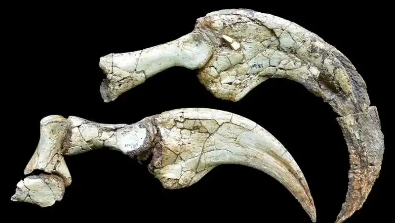 Gobi Çölü'nde Dinozor Keşfi: İki Parmaklı Yeni Tür Tanıtıldı